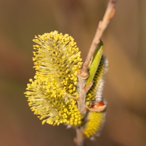 1as